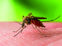 West Nile, il Dipartimento regionale di prevenzione alza il livello di guardia