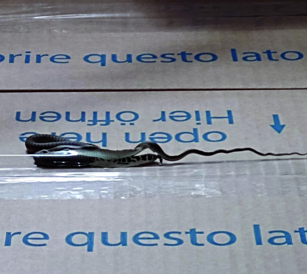 Serpente semina il panico alla farmacia del Veneziale