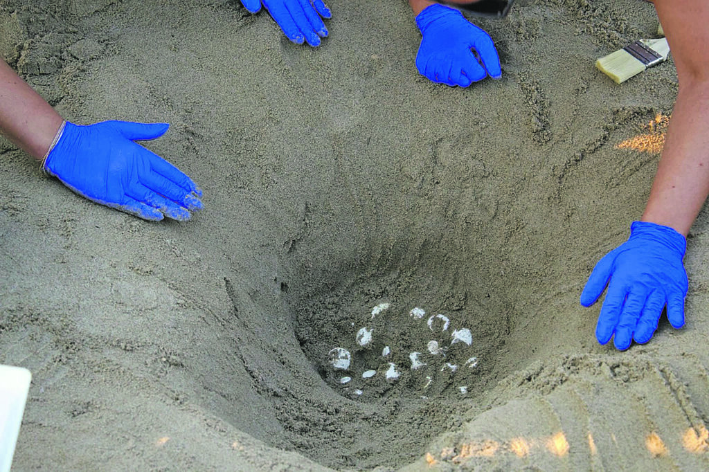 Campomarino. Le mareggiate minacciano il nido di Caretta Caretta, le Gadit lo trasferiscono in un luogo “protetto”