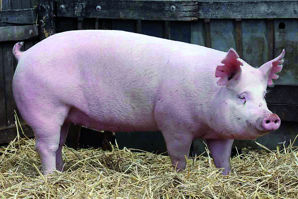 Animali vivi come premi, Lndc scrive a Roberti