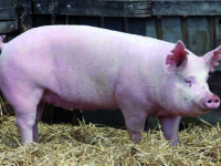 Animali vivi come premi, Lndc scrive a Roberti