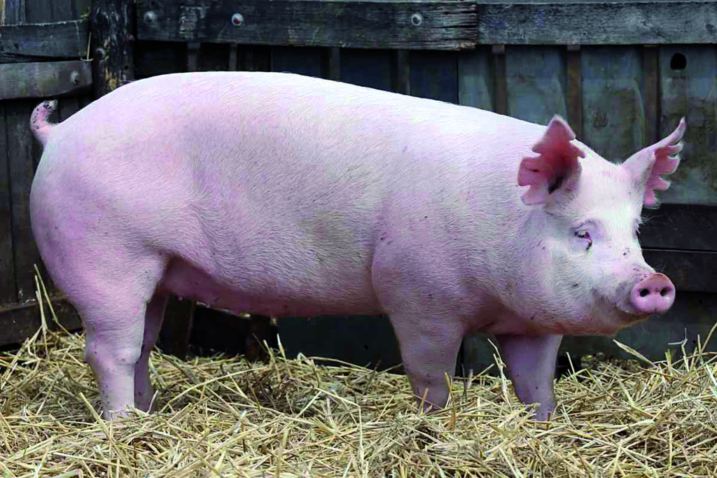 Cercemaggiore, un maiale vivo come primo premio della lotteria: è polemica