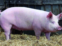 Cercemaggiore, un maiale vivo come primo premio della lotteria: è polemica