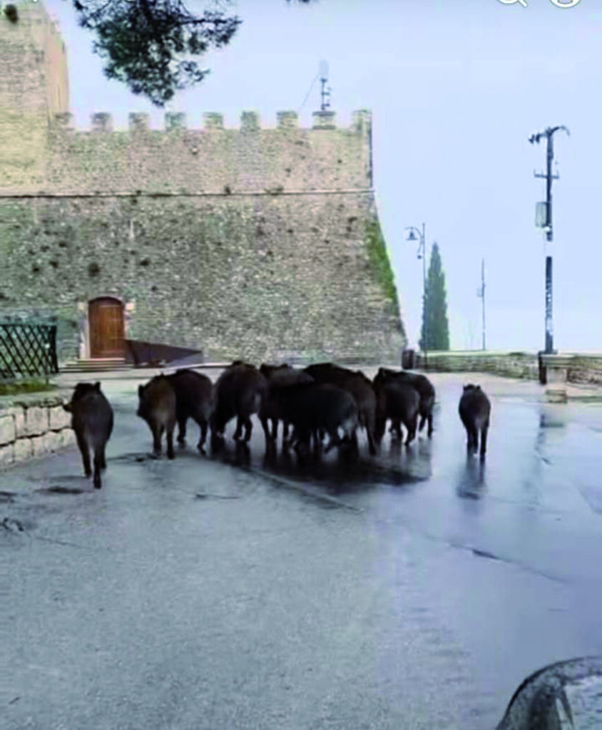 Emergenza cinghiali, Forte diffida la Regione