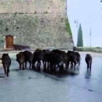 Branco di cinghiali ‘alla conquista’ del castello, un biglietto da visita che la città non merita
