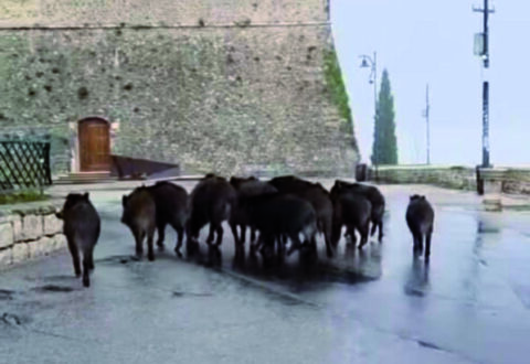 Emergenza cinghiali, Forte diffida la Regione