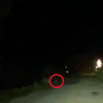 Bojano, avvistati due lupi a pochi passi dalle case: la segnalazione