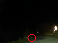 Bojano, avvistati due lupi a pochi passi dalle case: la segnalazione