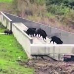 Termoli, i cinghiali entrano nel cortile della scuola dell’infanzia