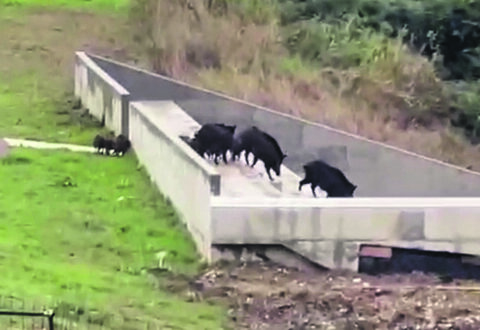 Termoli, i cinghiali entrano nel cortile della scuola dell’infanzia