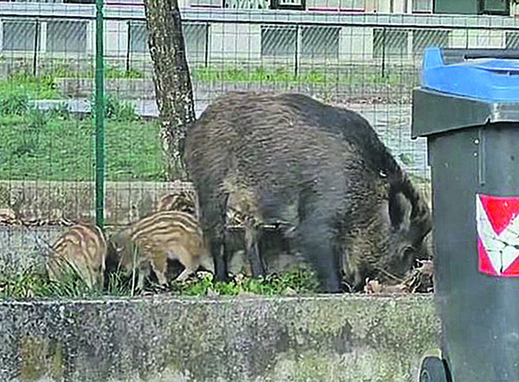 Emergenza cinghiali, la Regione ha varato il piano straordinario