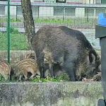 Emergenza cinghiali, la Regione ha varato il piano straordinario