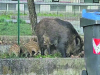 Emergenza cinghiali, la Regione ha varato il piano straordinario