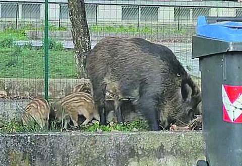 Emergenza cinghiali, la Regione ha varato il piano straordinario