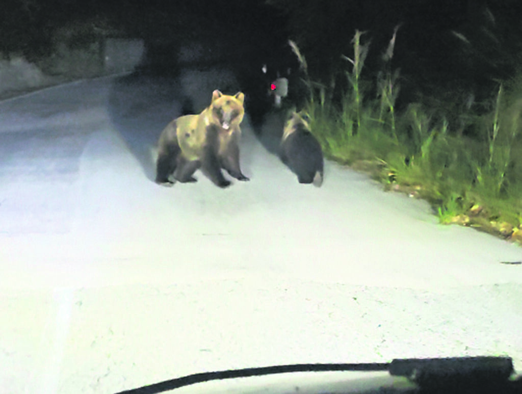 Cerro al Volturno, inseguì l’orsa e il suo cucciolo: denunciato