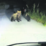 Cerro al Volturno, inseguì l’orsa e il suo cucciolo: denunciato