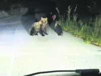 Cerro al Volturno, inseguì l’orsa e il suo cucciolo: denunciato