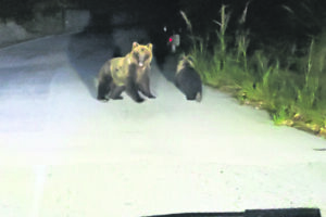 Cerro al Volturno, inseguì l’orsa e il suo cucciolo: denunciato