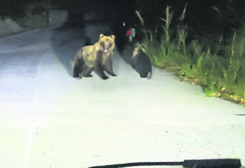 Cerro al Volturno, inseguì l’orsa e il suo cucciolo: denunciato