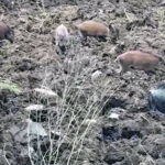 Cinghiali alle porte delle case, le voci dal territorio