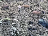 Cinghiali alle porte delle case, le voci dal territorio