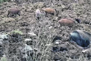 Cinghiali alle porte delle case, le voci dal territorio