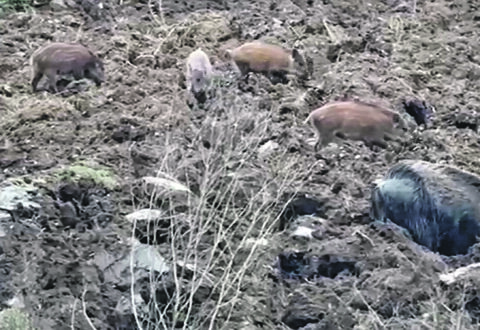 Cinghiali alle porte delle case, le voci dal territorio