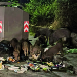 Cinghiali, la Regione tira dritto: salute e sicurezza prioritarie