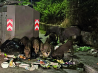 Cinghiali, la Regione tira dritto: salute e sicurezza prioritarie