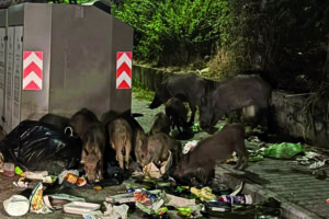 Cinghiali, la Regione tira dritto: salute e sicurezza prioritarie