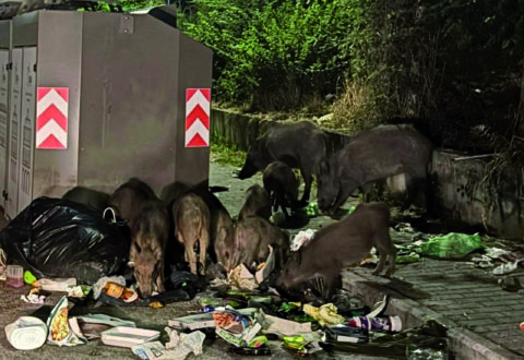 Cinghiali, la Regione tira dritto: salute e sicurezza prioritarie