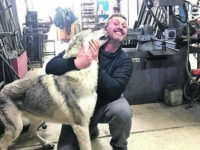 La storia di Wolf, morto cercando di scappare: «Ha avuto paura dei botti»