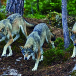 Incontro con un branco di lupi: paura e stupore