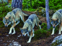 Incontro con un branco di lupi: paura e stupore