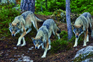 Incontro con un branco di lupi: paura e stupore