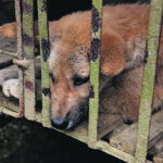 La burocrazia sanitaria peggio della museruola