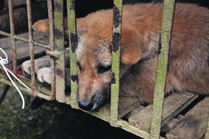 La burocrazia sanitaria peggio della museruola
