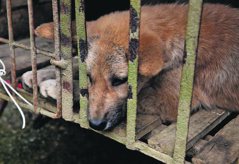 La burocrazia sanitaria peggio della museruola