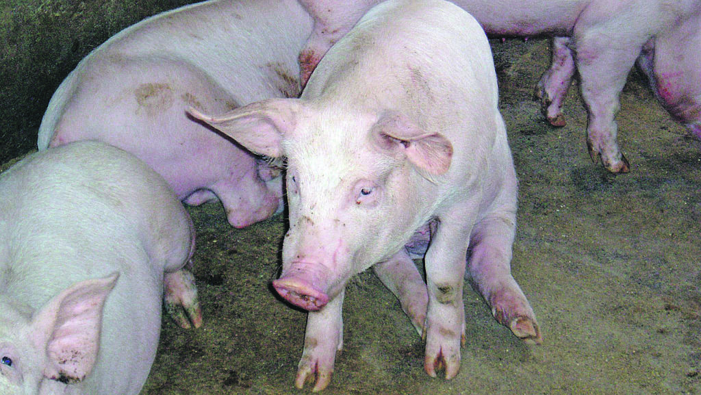 Buone notizie dalla sanità animale, Molise indenne dalla pseudorabbia