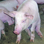 Buone notizie dalla sanità animale, Molise indenne dalla pseudorabbia