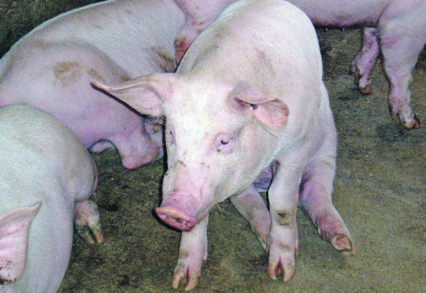 Buone notizie dalla sanità animale, Molise indenne dalla pseudorabbia