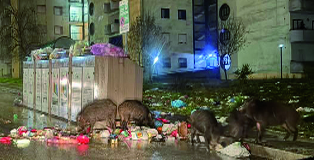 Cinghiali, ci risiamo: ennesima segnalazione in via Di Zinno