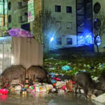 Cinghiali, ci risiamo: ennesima segnalazione in via Di Zinno