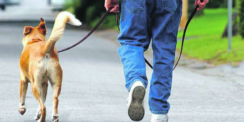 Deiezioni canine, arriva la stretta del Comune