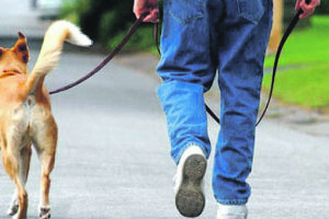 Deiezioni canine, arriva la stretta del Comune