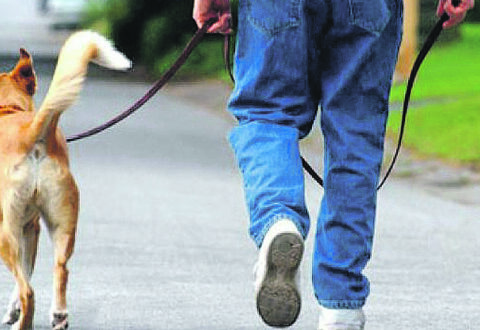 Deiezioni canine, arriva la stretta del Comune