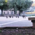 La prima passeggiata del mattino, i cinghiali arrivano a San Francesco