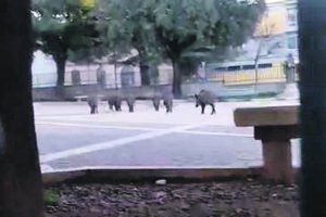 La prima passeggiata del mattino, i cinghiali arrivano a San Francesco
