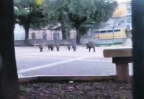 La prima passeggiata del mattino, i cinghiali arrivano a San Francesco
