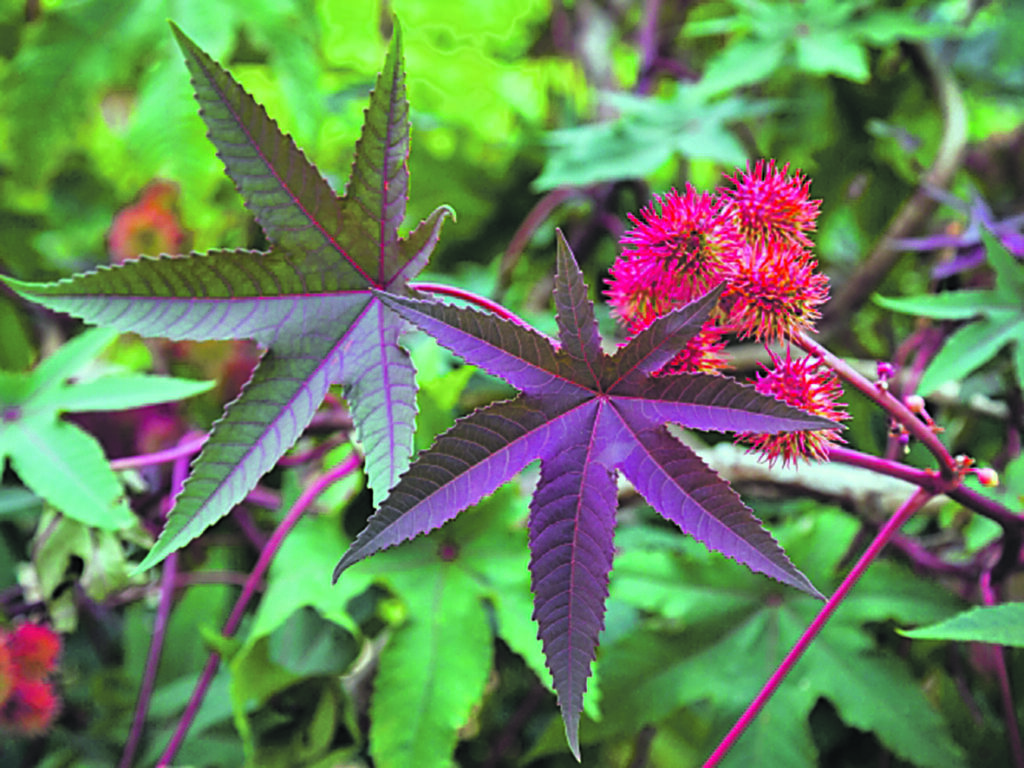 Cos’è la sostanza tossica e perché può essere letale